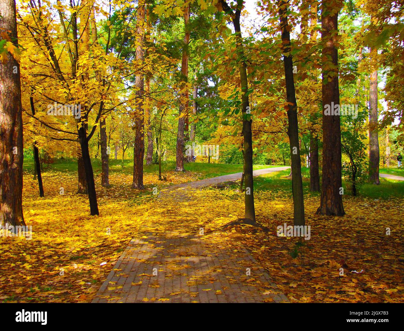 Autumn tree with yellow leaves Stock Photo - Alamy