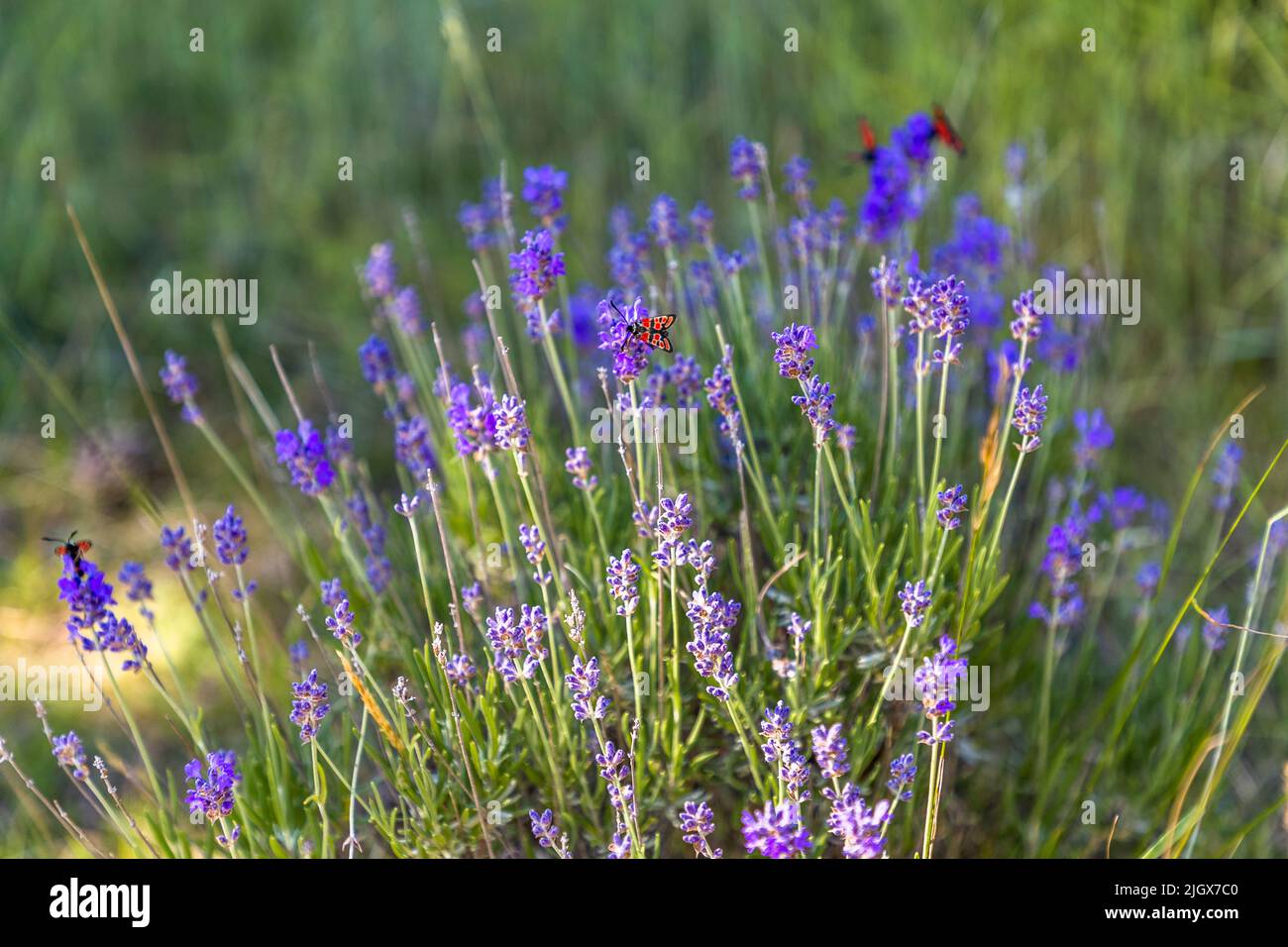 Wild Lavender Stock Photo