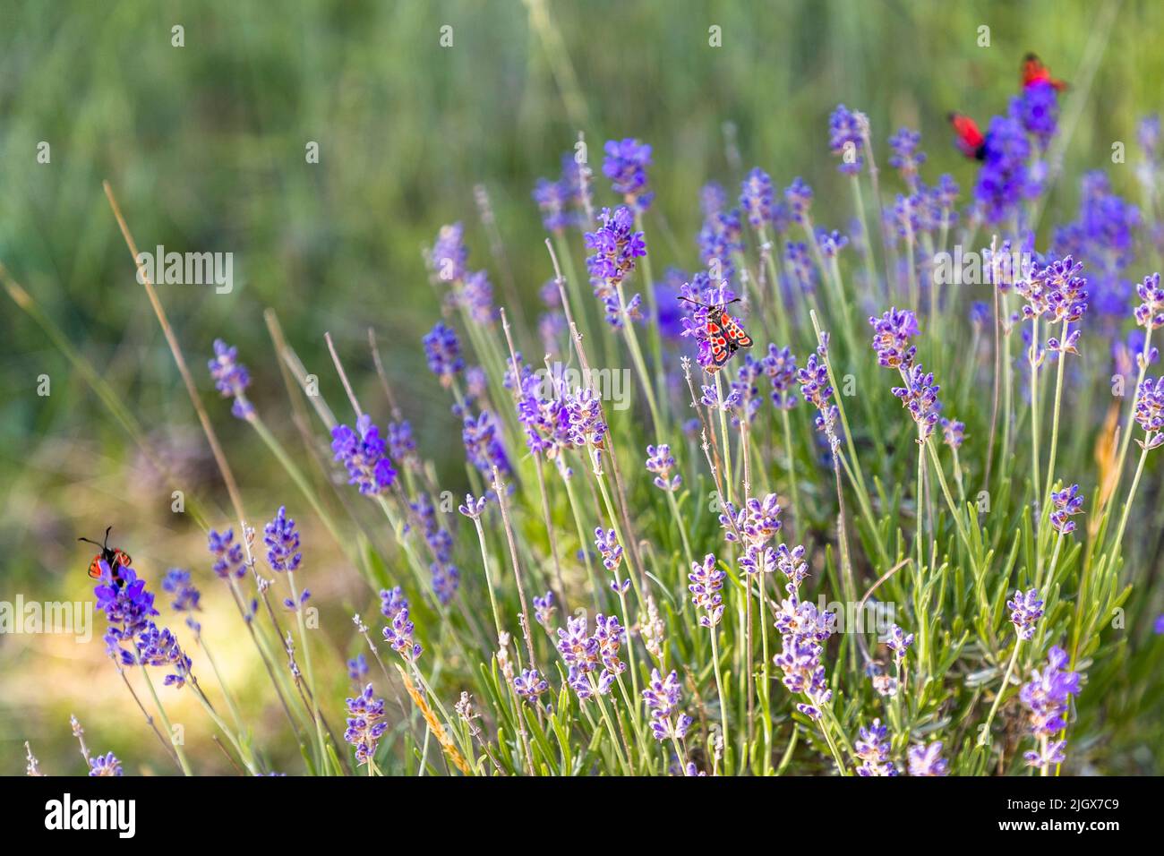 Wild Lavender Stock Photo