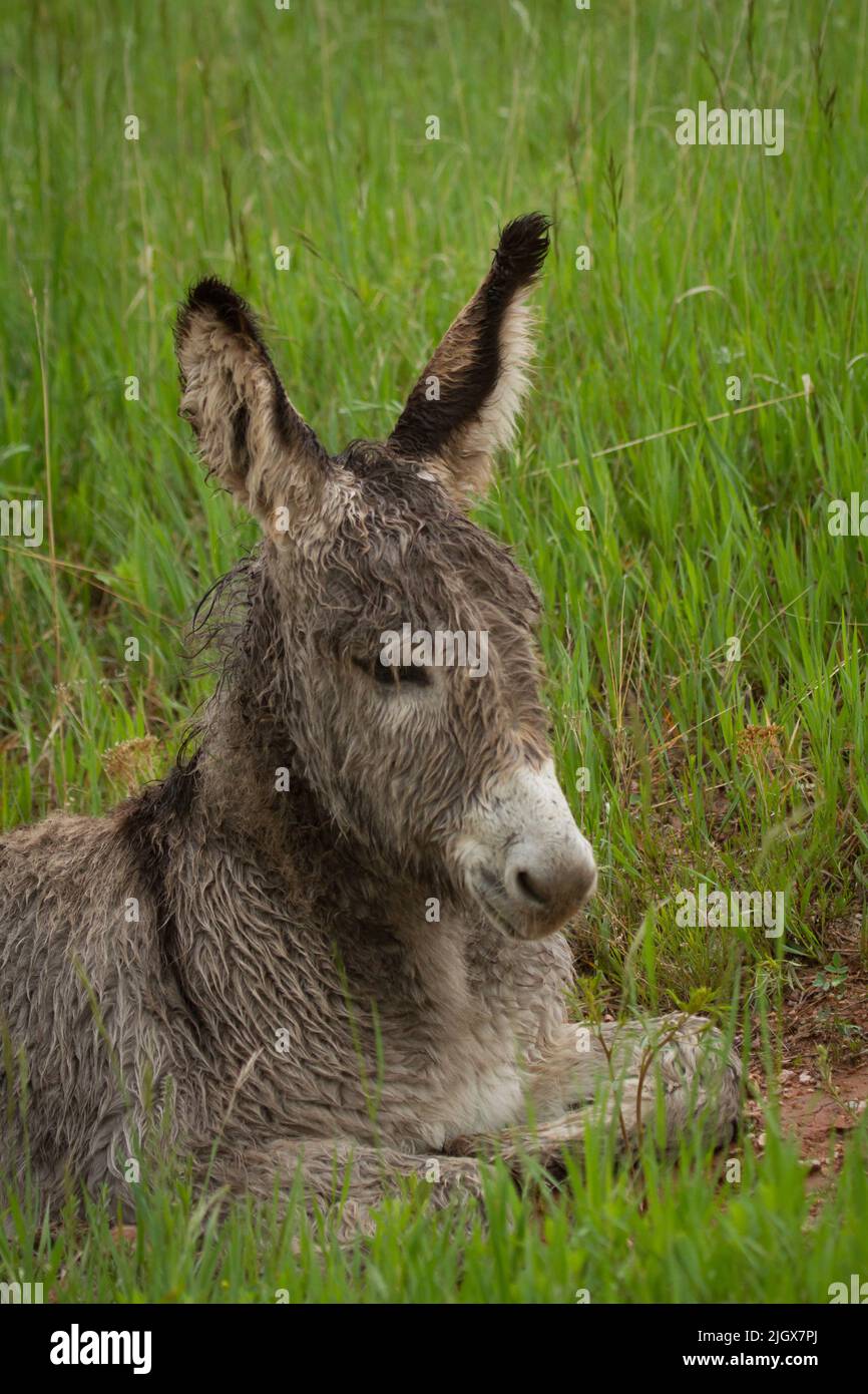 Donkey in the rain hires stock photography and images Alamy