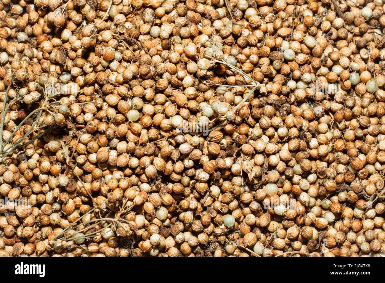 Dry coriander seeds, texture, background. Aromatic plant cilantro