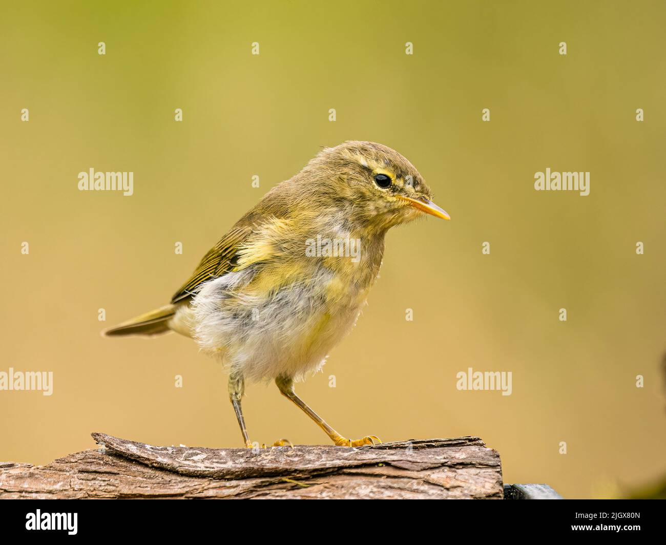 Willow warbler foraging in summer in mid Wales Stock Photo