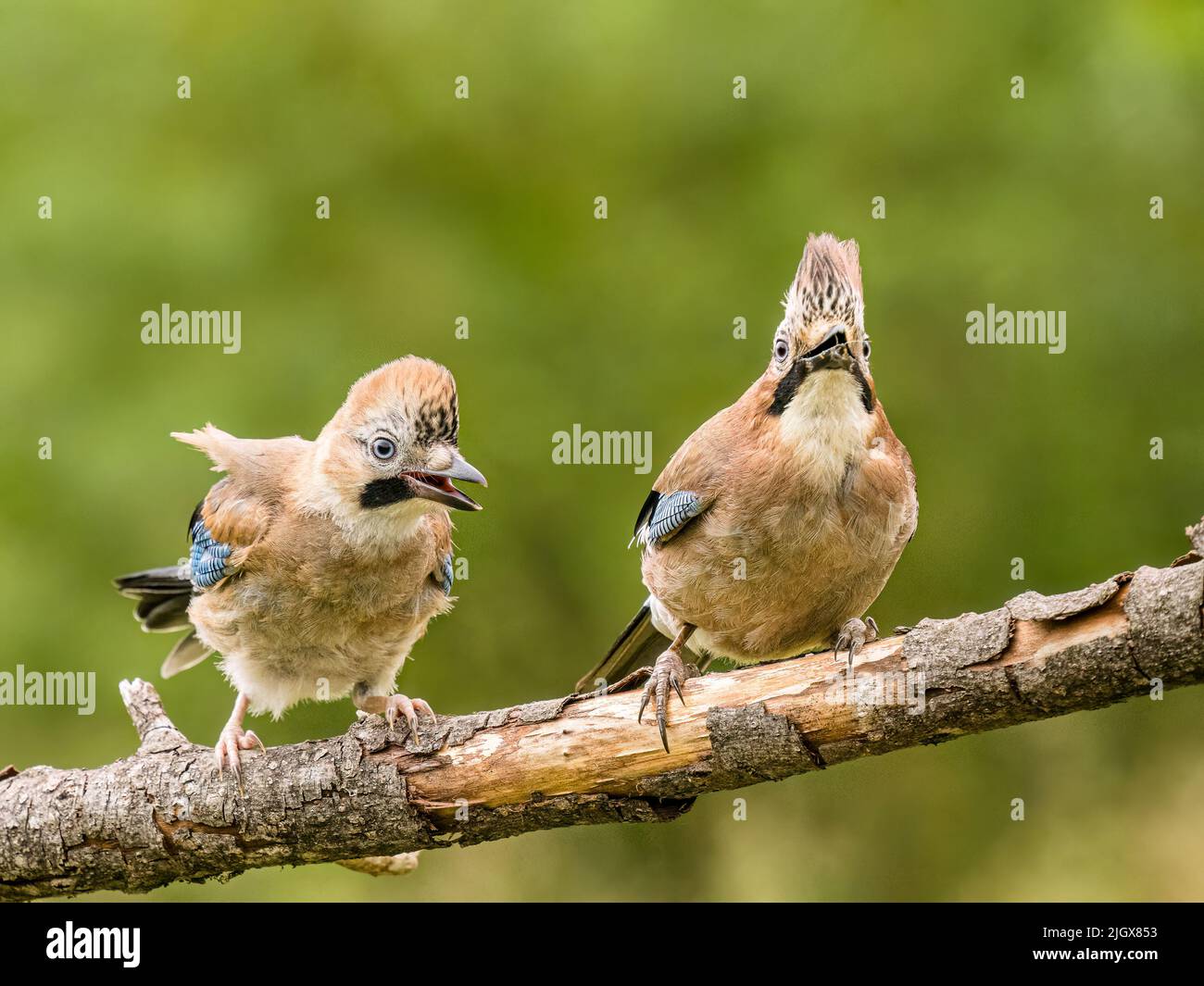 Young jay foraging with adults in summer in mid Wales Stock Photo