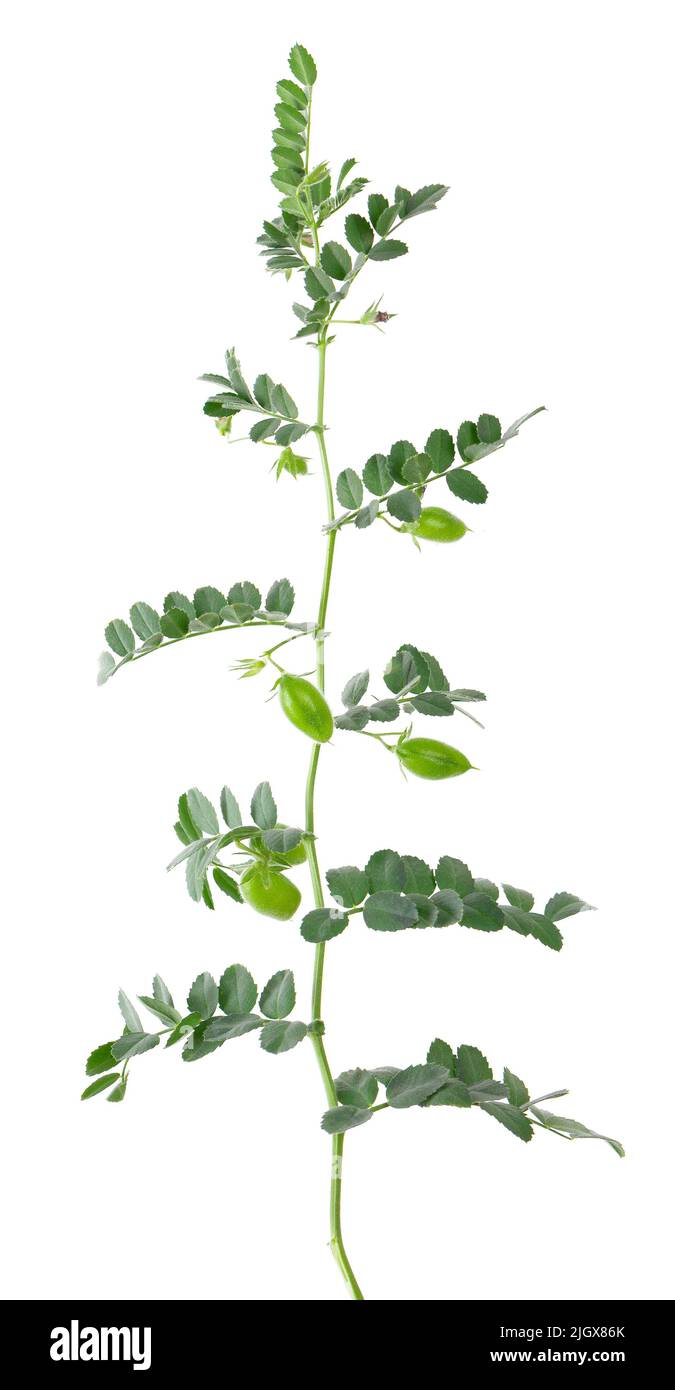 Green chickpeas branch isolated on white background. Chickpea in the pod and flowers Stock Photo