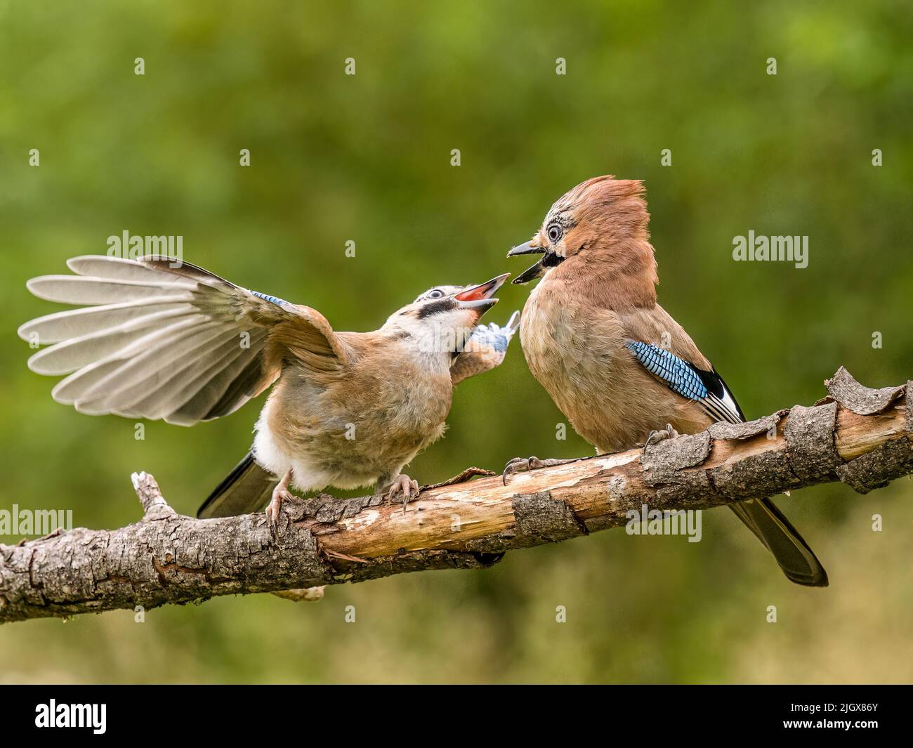Young jay foraging with adults in summer in mid Wales Stock Photo