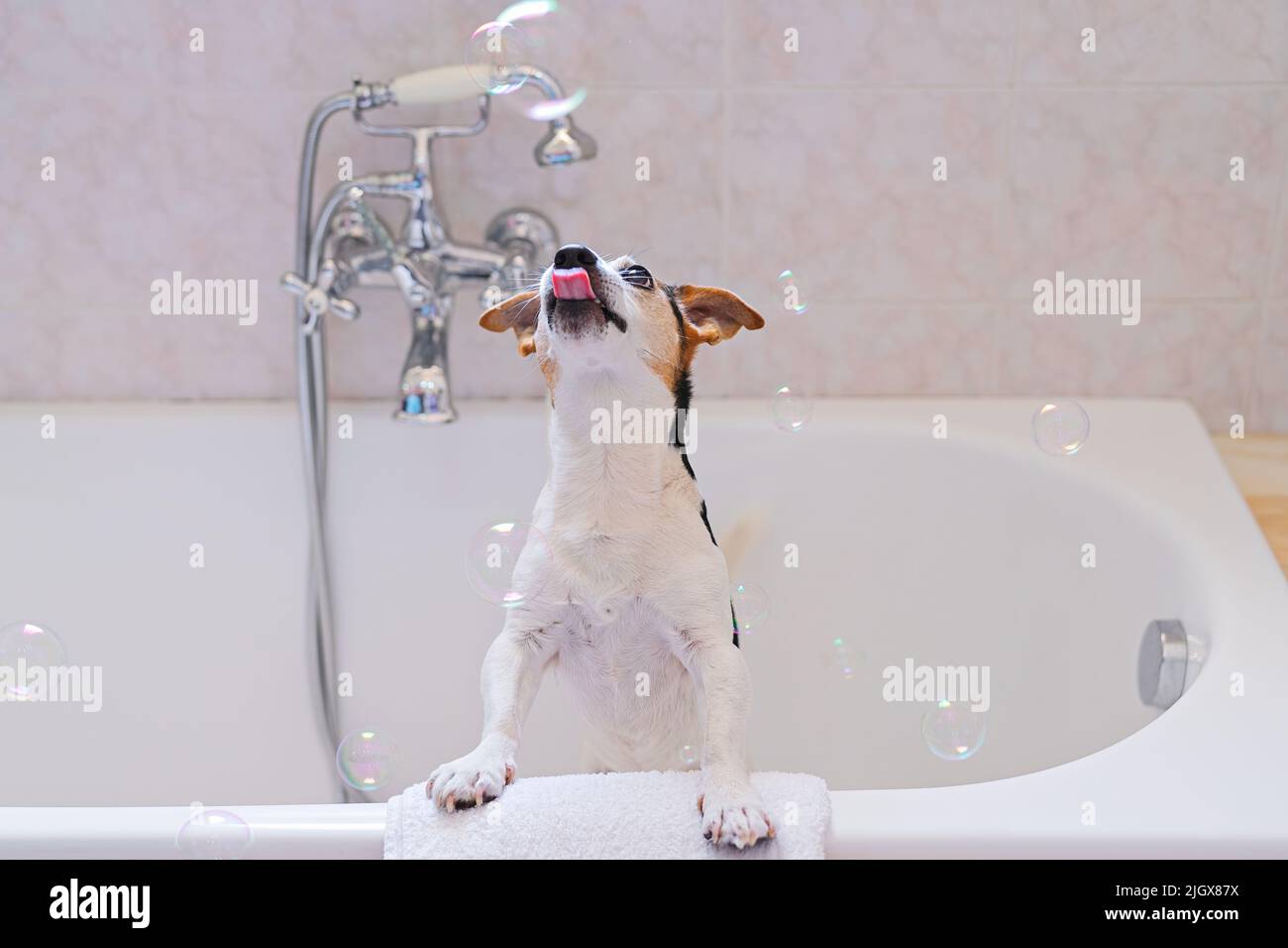 Smiling cute dog sits in bath and enjoys bathtime with an open mouth. Pet care concept. Washing dog for fleas and parasites, grooming Stock Photo