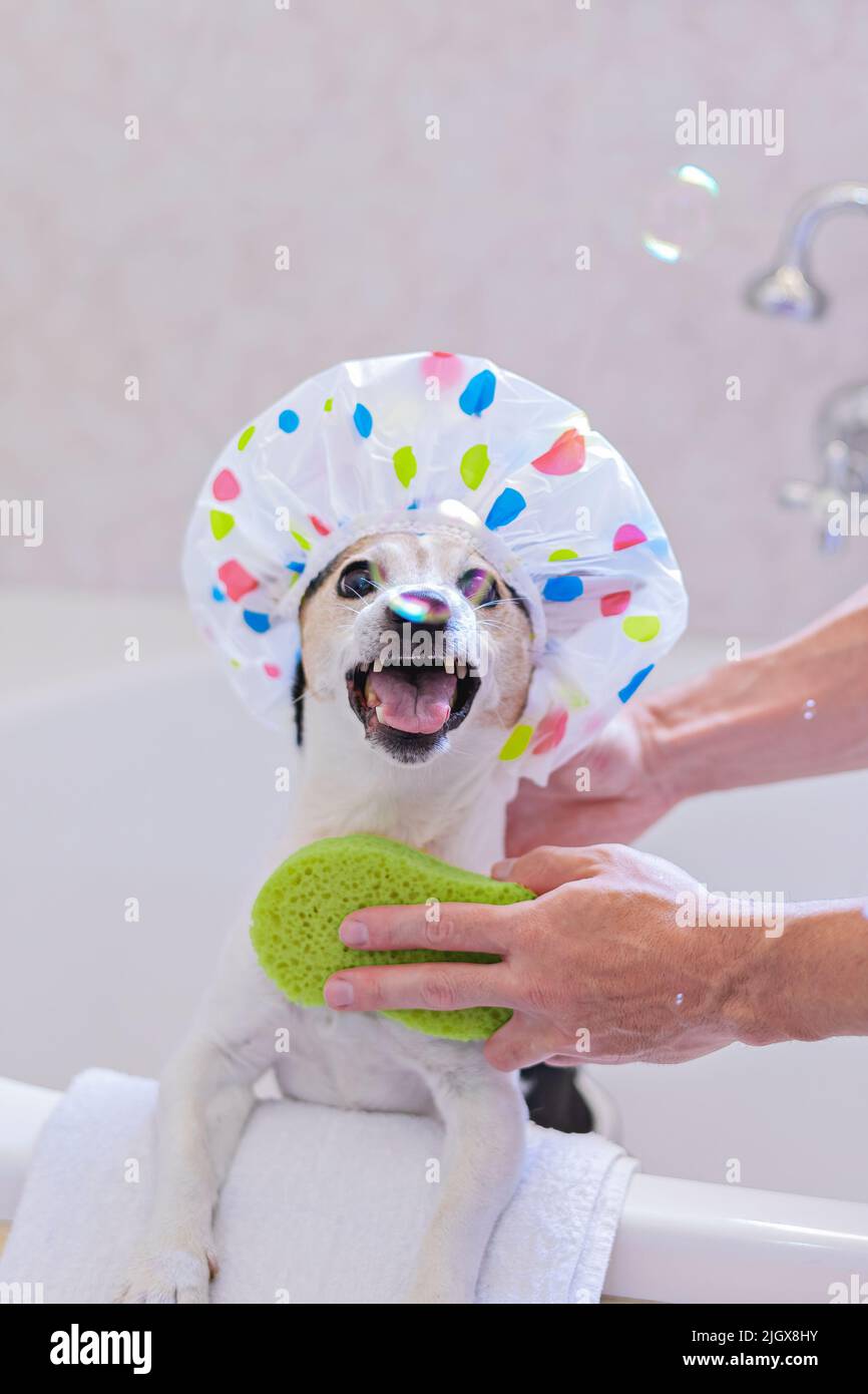 Portrait of dog with shower cap having fun with soap bubbles in