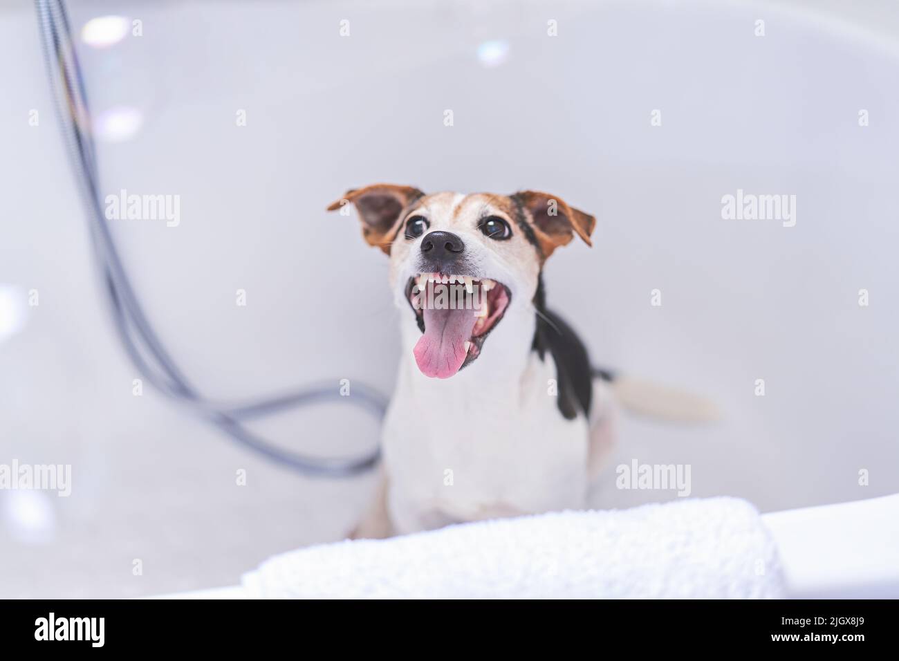 Smiling cute dog sits in bath and enjoys bathtime with an open mouth. Pet care concept. Washing dog for fleas and parasites, grooming Stock Photo