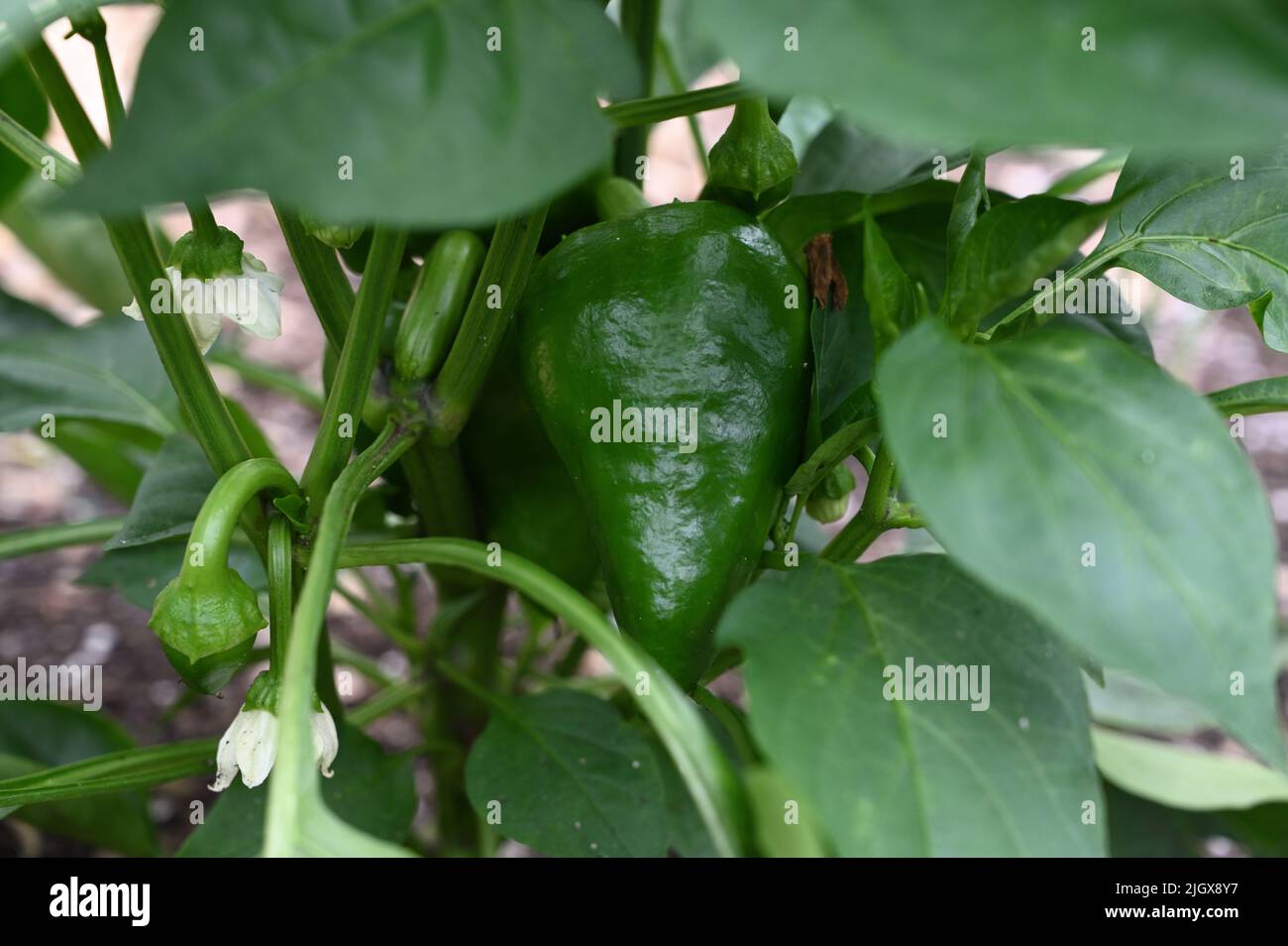 A closeup of green Lesya pepper grown on a plant Stock Photo