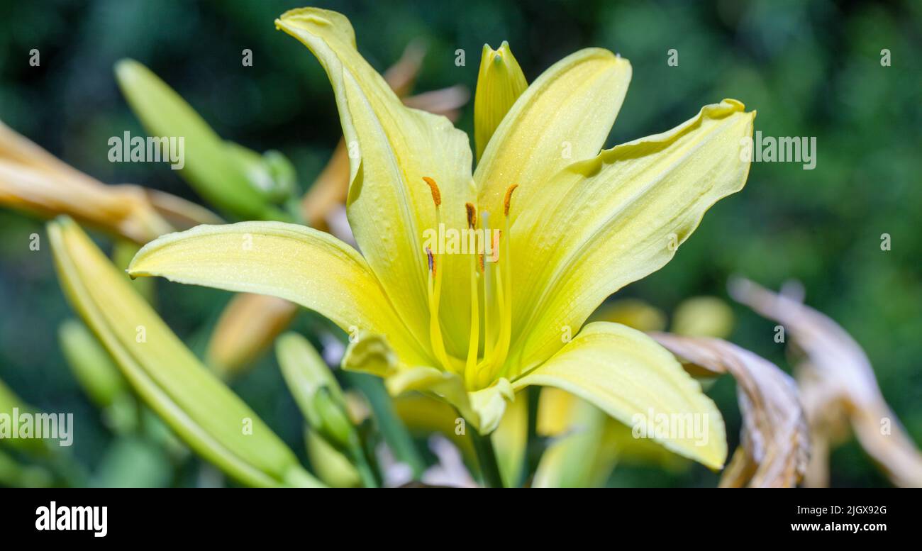Close-up of a yellow daylily ( Hemerocallis lilioasphodelus ) ‘Stella D’oro’ Stock Photo