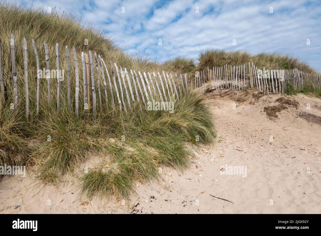 Sand dunes and fencing at Beadnell Bay Beach, Beadnell, Northumberland, England, United Kingdom, Europe Stock Photo