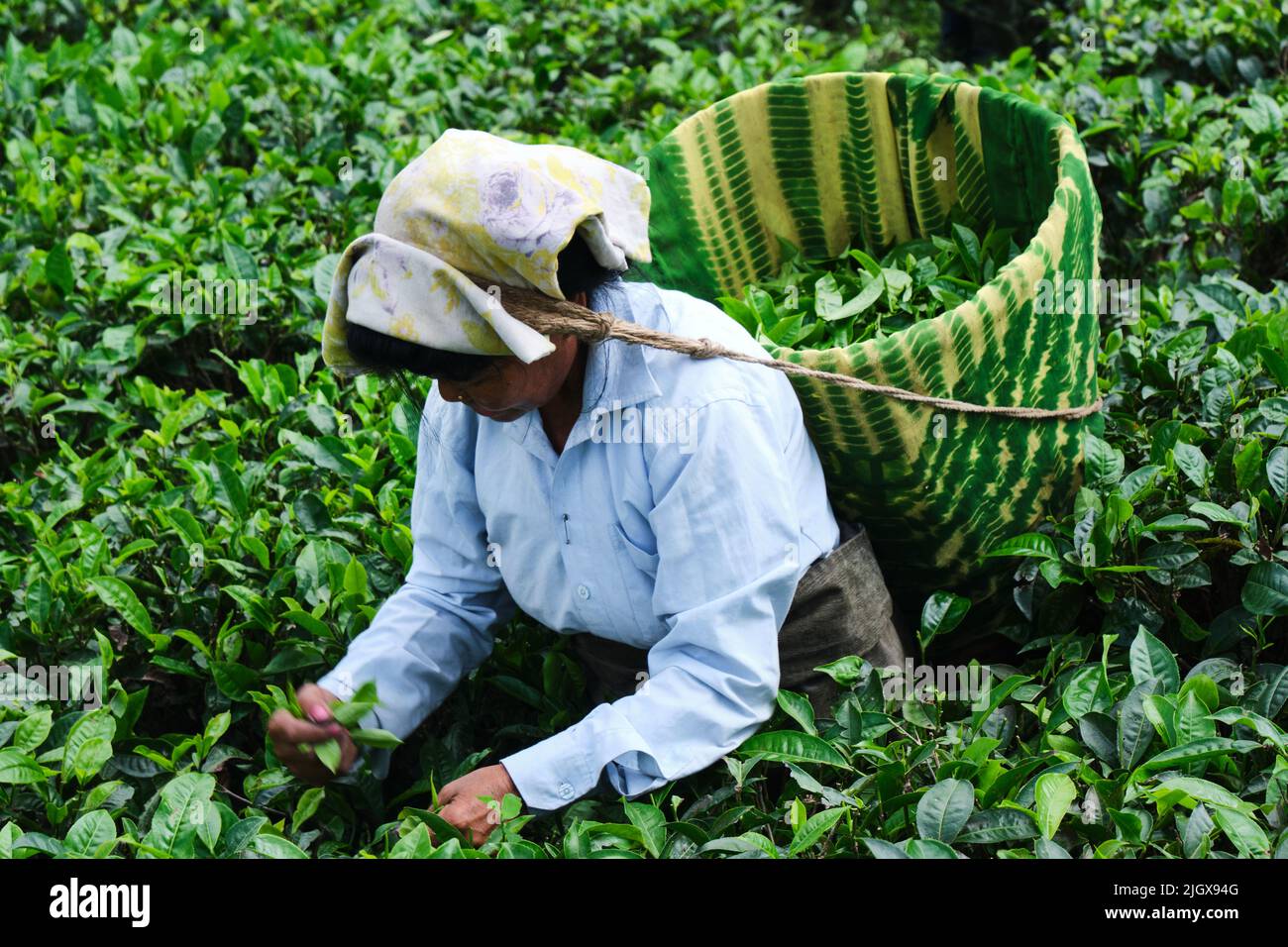 DARJEELING, INDIA, - June 23,2022 Harvesting, Rural women workers plucking tender tea shoots in gardens of Darjeeling, one of the best quality tea in Stock Photo
