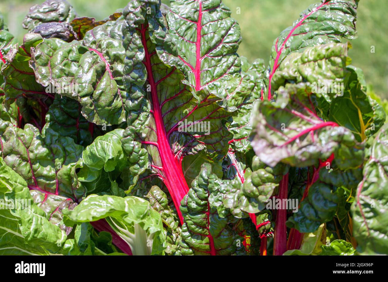 Swiss Chard Growing Stock Photo Alamy