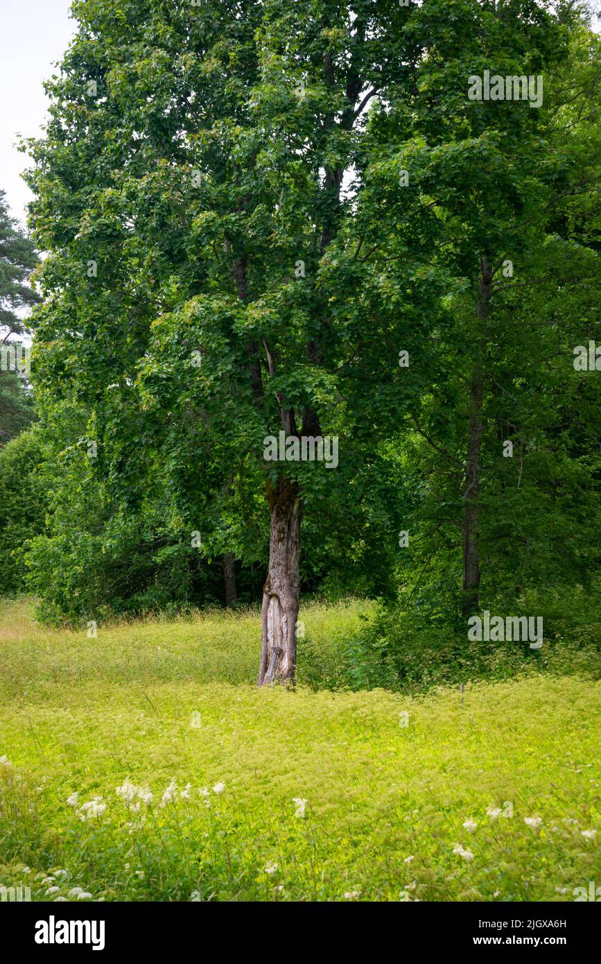 Lonely green oak tree in the field Stock Photo - Alamy