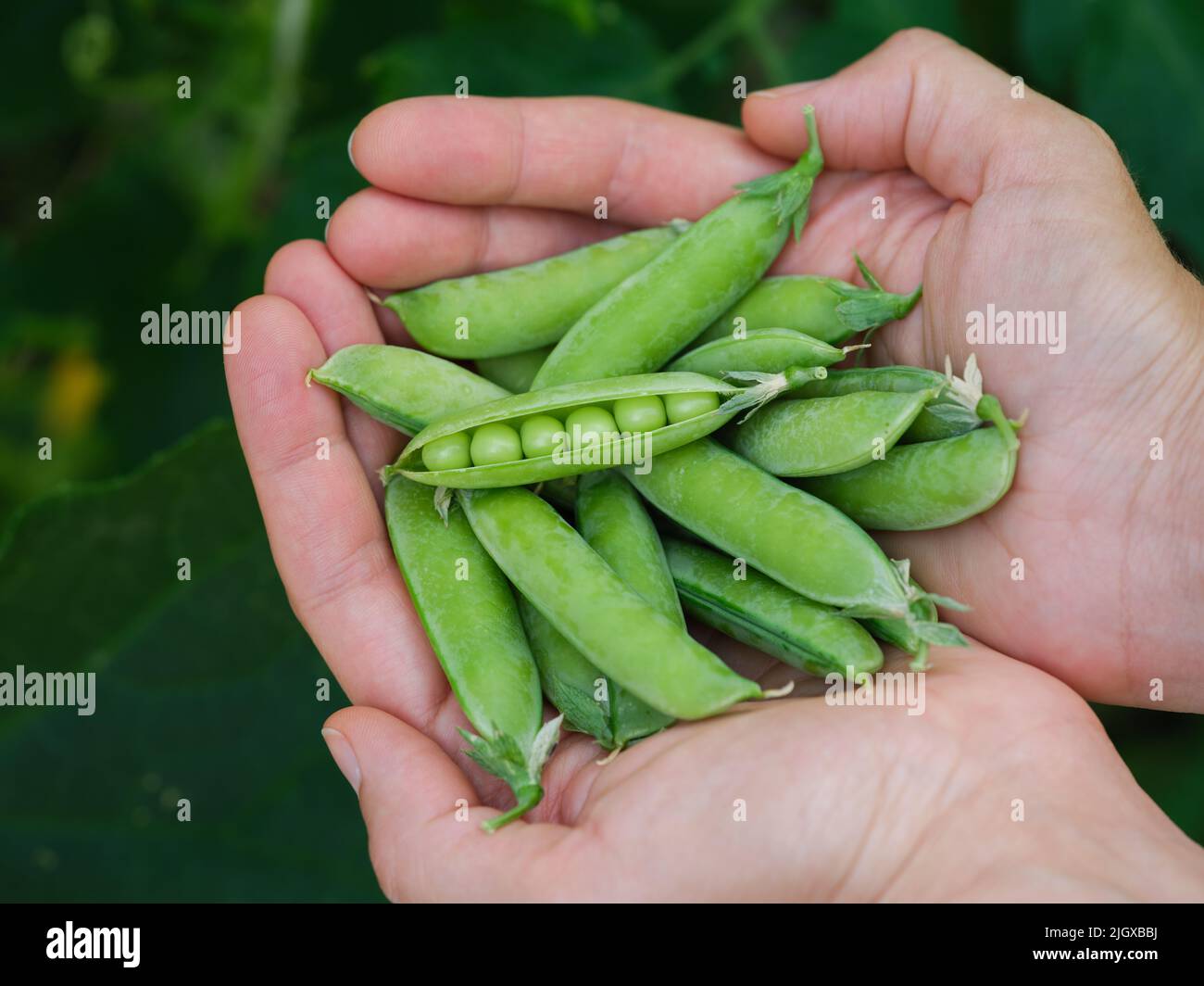 A woman holding freshly harvested green peas in her hands. Close up. Stock Photo