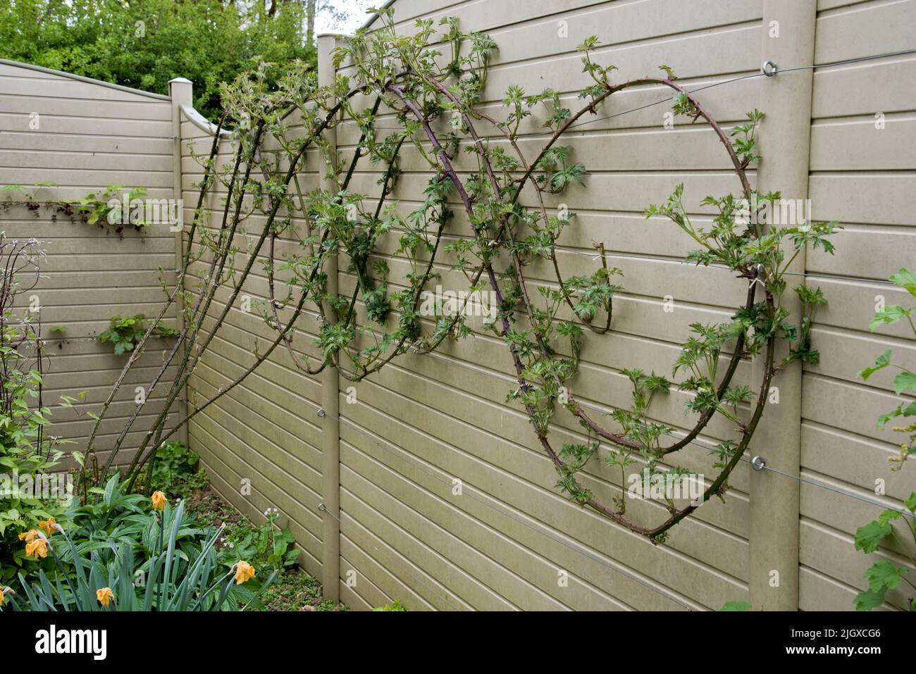 Soft fruit bushes growing against a garden fence Stock Photo