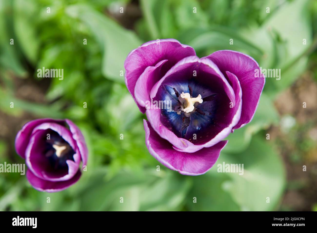 Tulipa Bleu Aimable Stock Photo