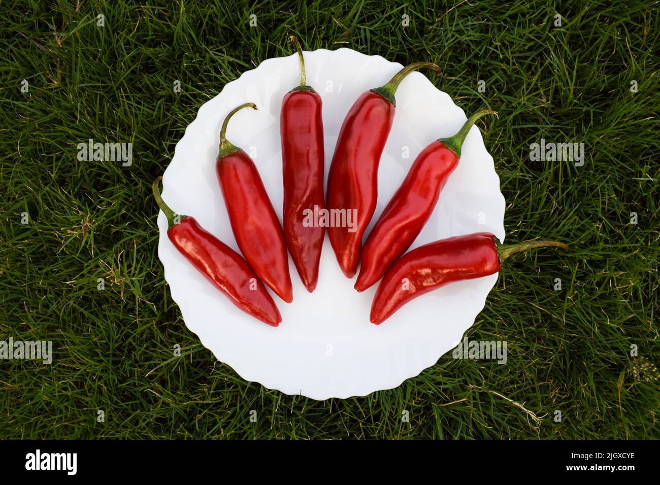 Ripe chili pepper in white plate with natural grass background. Cayenne pepper, thick skin pepper Stock Photo