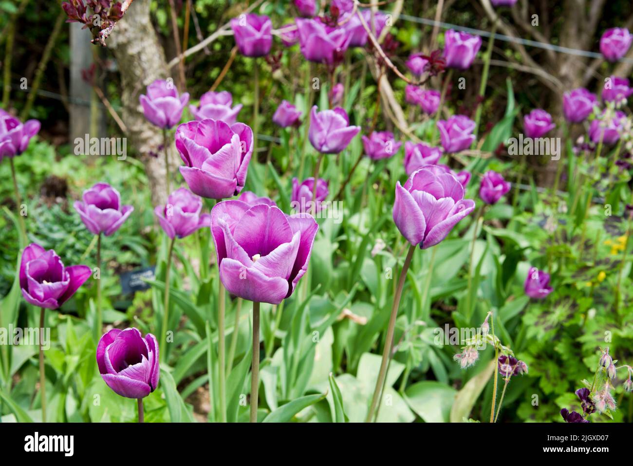 Tulipa Bleu Aimable Stock Photo