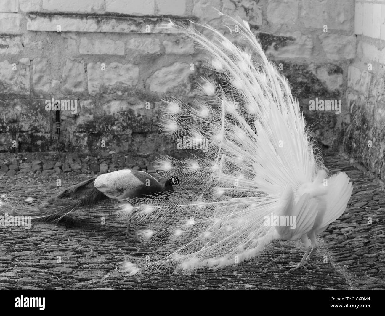 Mating animal bird Black and White