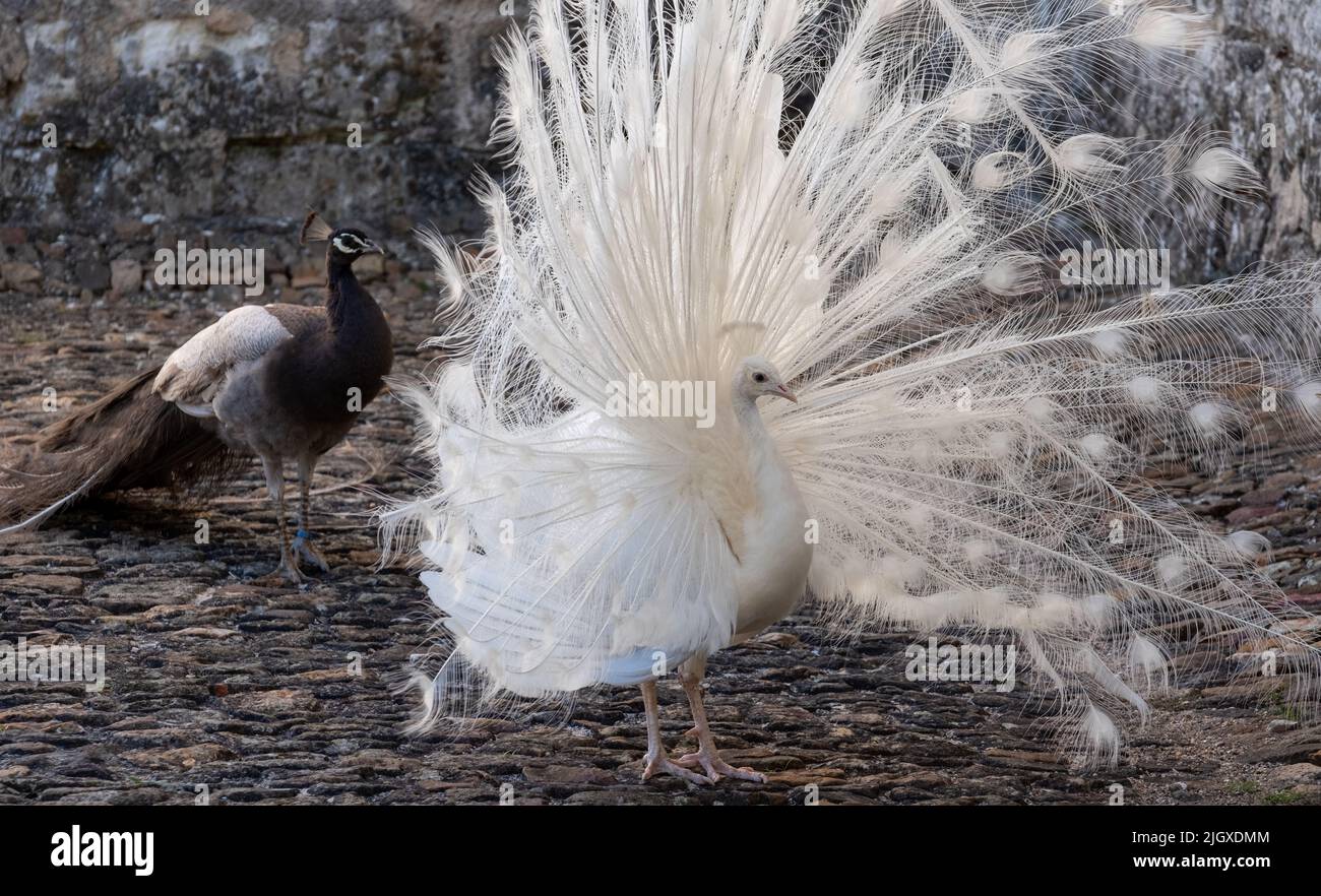 Peacock Ritual Opal peacock hi-res stock photography and images - Alamy