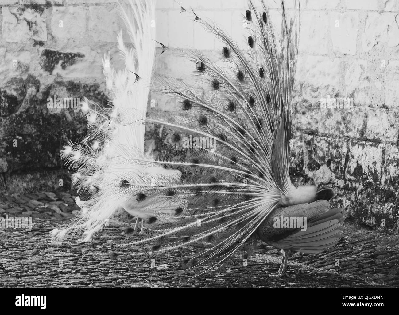Peahen bird Black and White Stock Photos & Images - Alamy