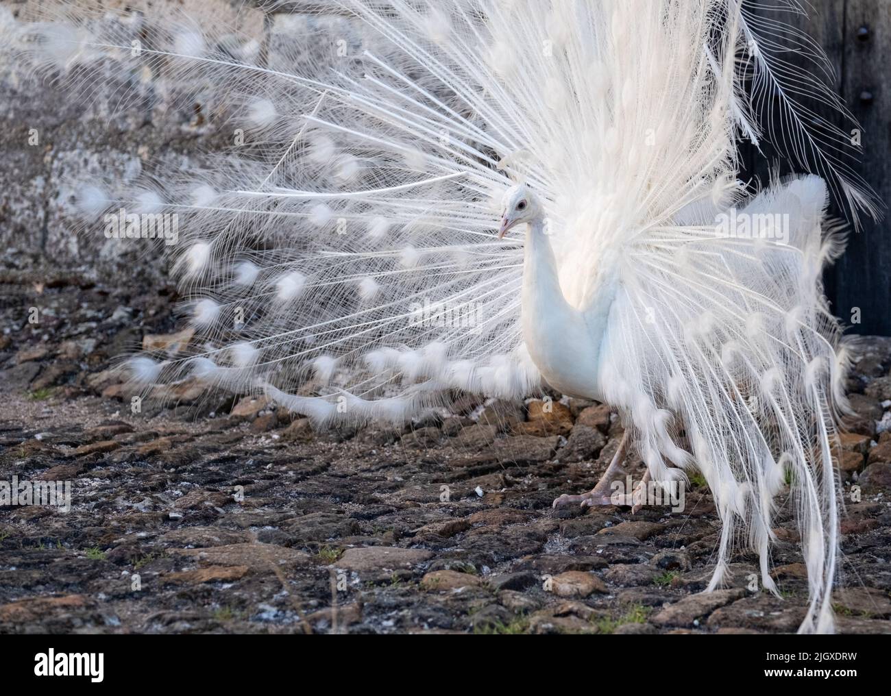 White peacock displaying its feathers as part of a mating ritual, in