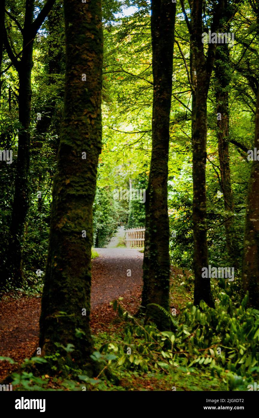 Deerpark Forest Walk in the historic woodland setting on the grounds of