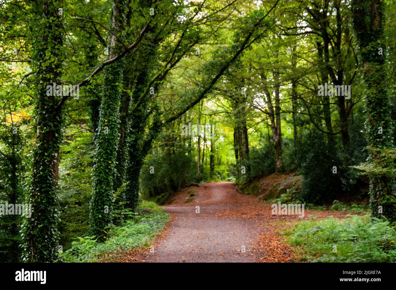 Deerpark Forest Walk in Cavan County, Virginia, Ireland. Stock Photo
