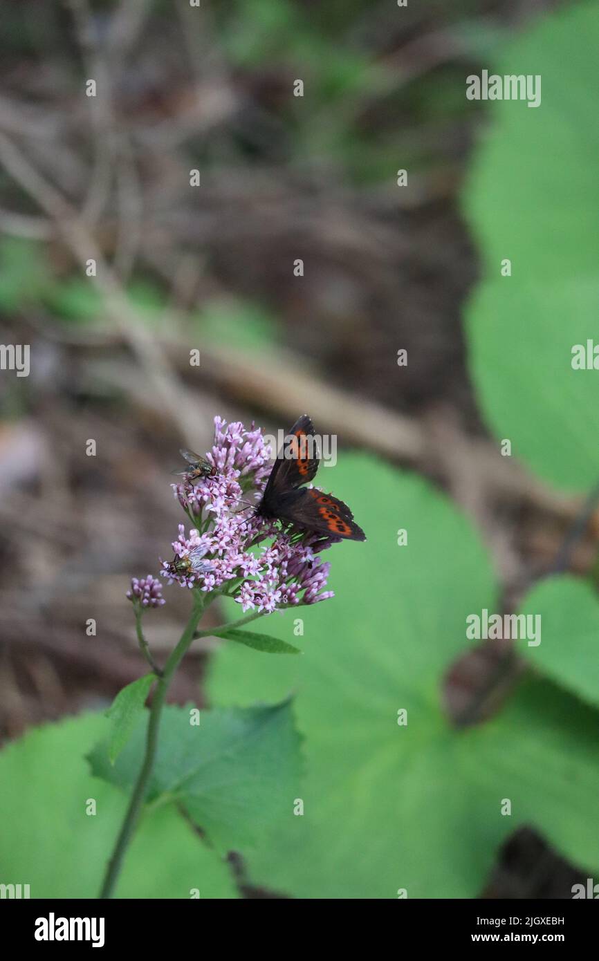 Alpine valerian hi-res stock photography and images - Alamy