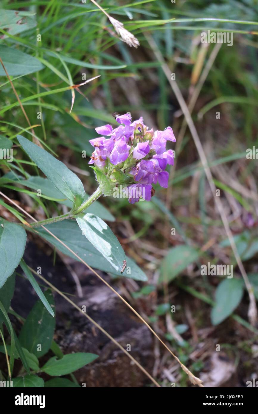 large-flowered Selfheal in full Bloom Stock Photo