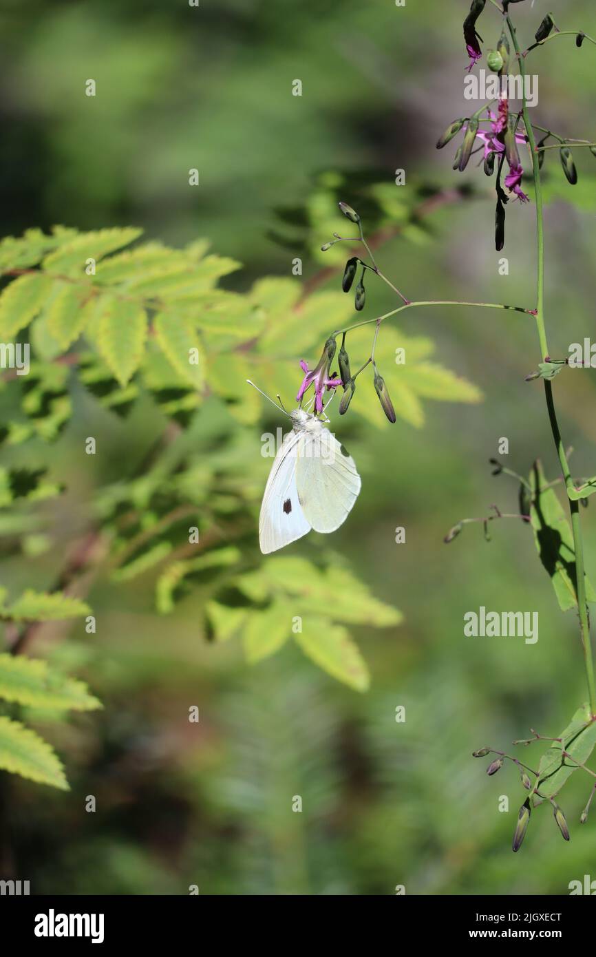 Rattlesnake roots hires stock photography and images Alamy