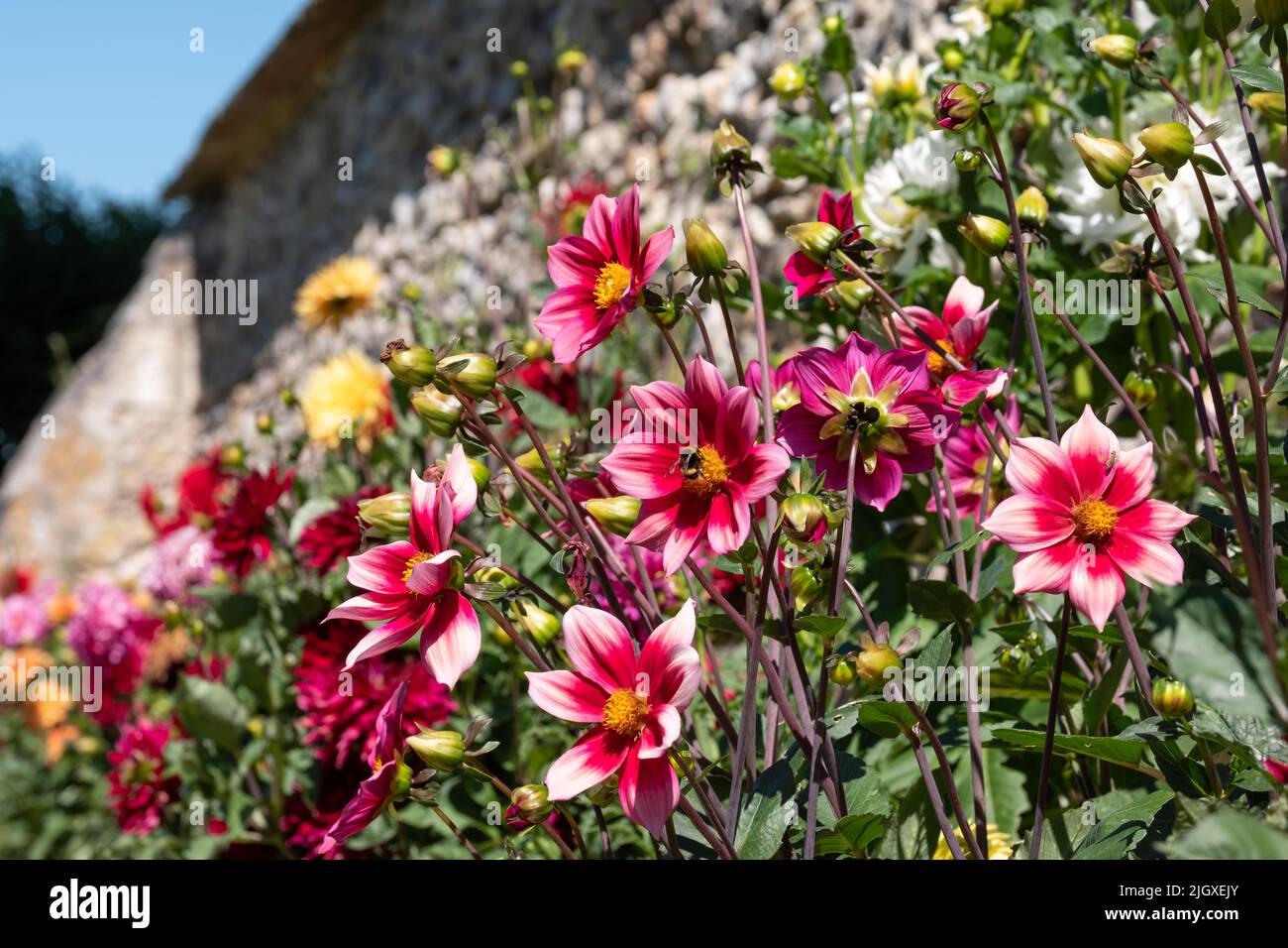 Brightly coloured dahlia flowers growing on terraces at Chateau Villandry, Loire Valley, France. Stock Photo