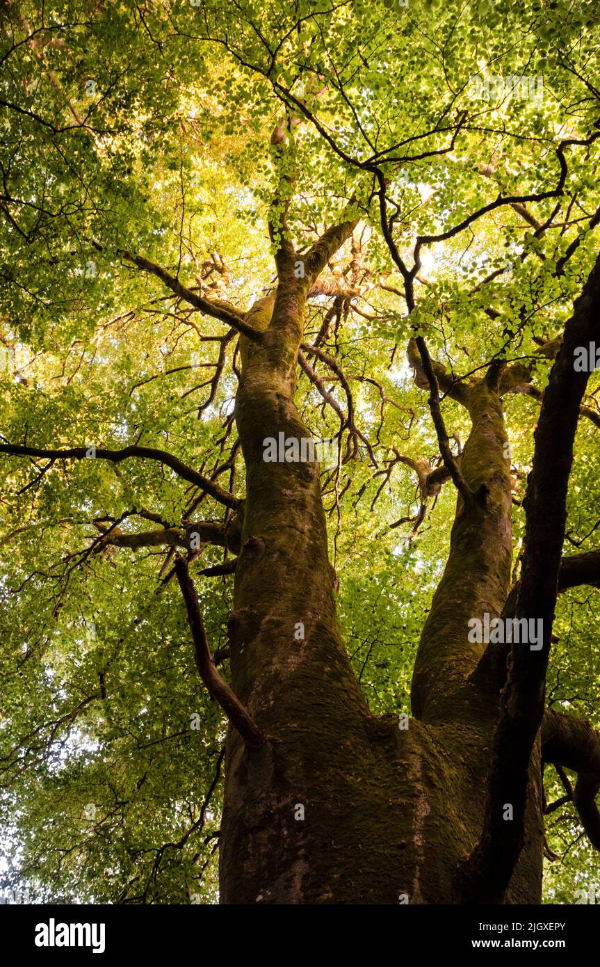 Tall trees on the estate of Virginia Park in County Cavan, Virginia, Ireland. Stock Photo