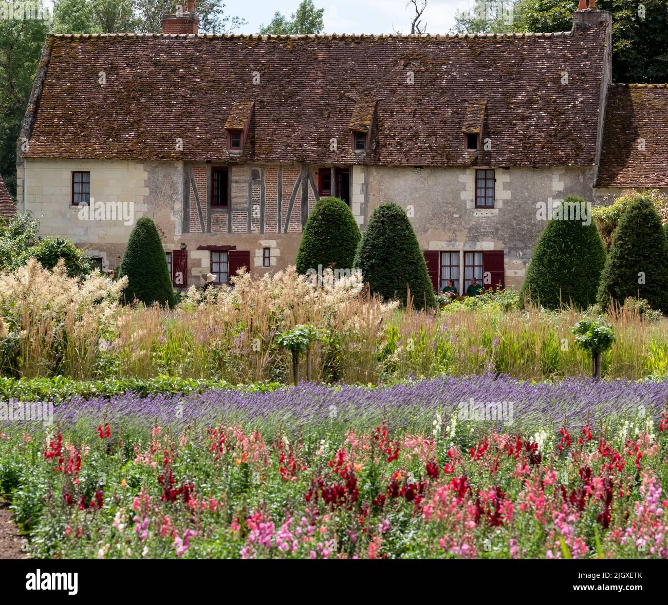 Colourful wallflowers in summer, photographed in the garden at Chateau de Chenonceau in the town