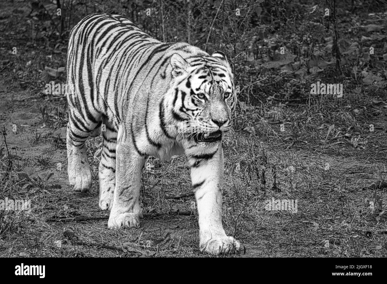 Siberian tiger in black white. Elegant big cat. Endangered predator. White, black, orange striped fur. Mammal animal photo Stock Photo