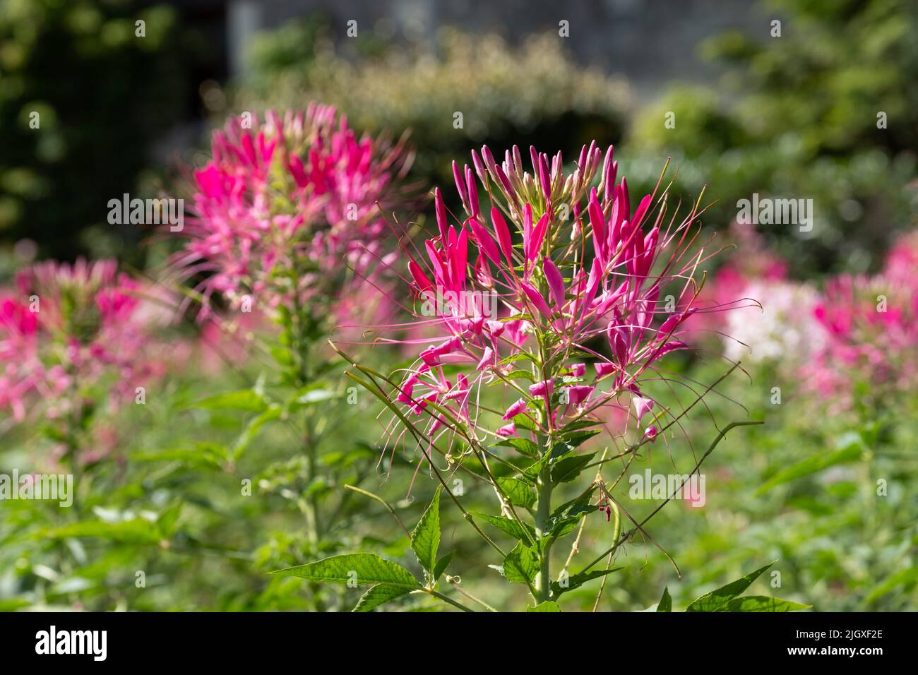Pink spider flowers, cleome hassleriana, blooming in the height of the