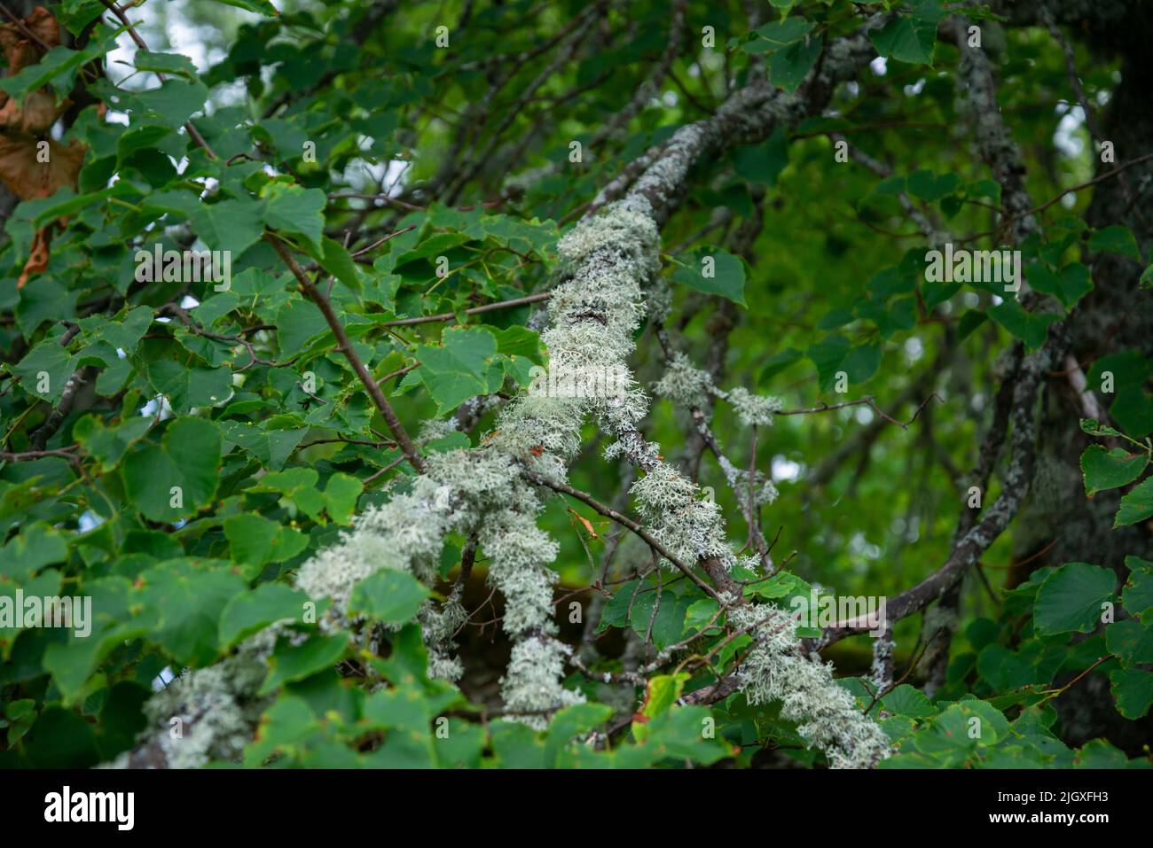 Close up reindeer moss on the tree branch. Lichen yagel background. Stock Photo