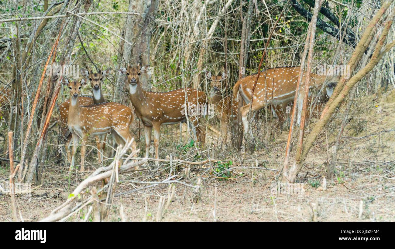 Deer among tropical thickets in the national park of Sri Lanka. Stock Photo