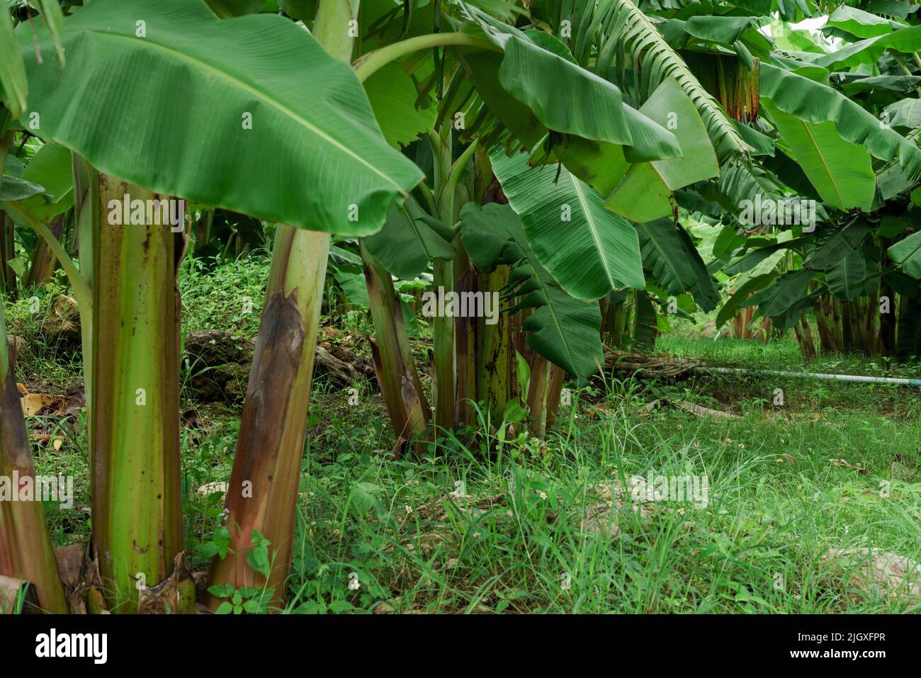 Banana farm in rainy season, bananas have beautiful fruit Stock Photo ...