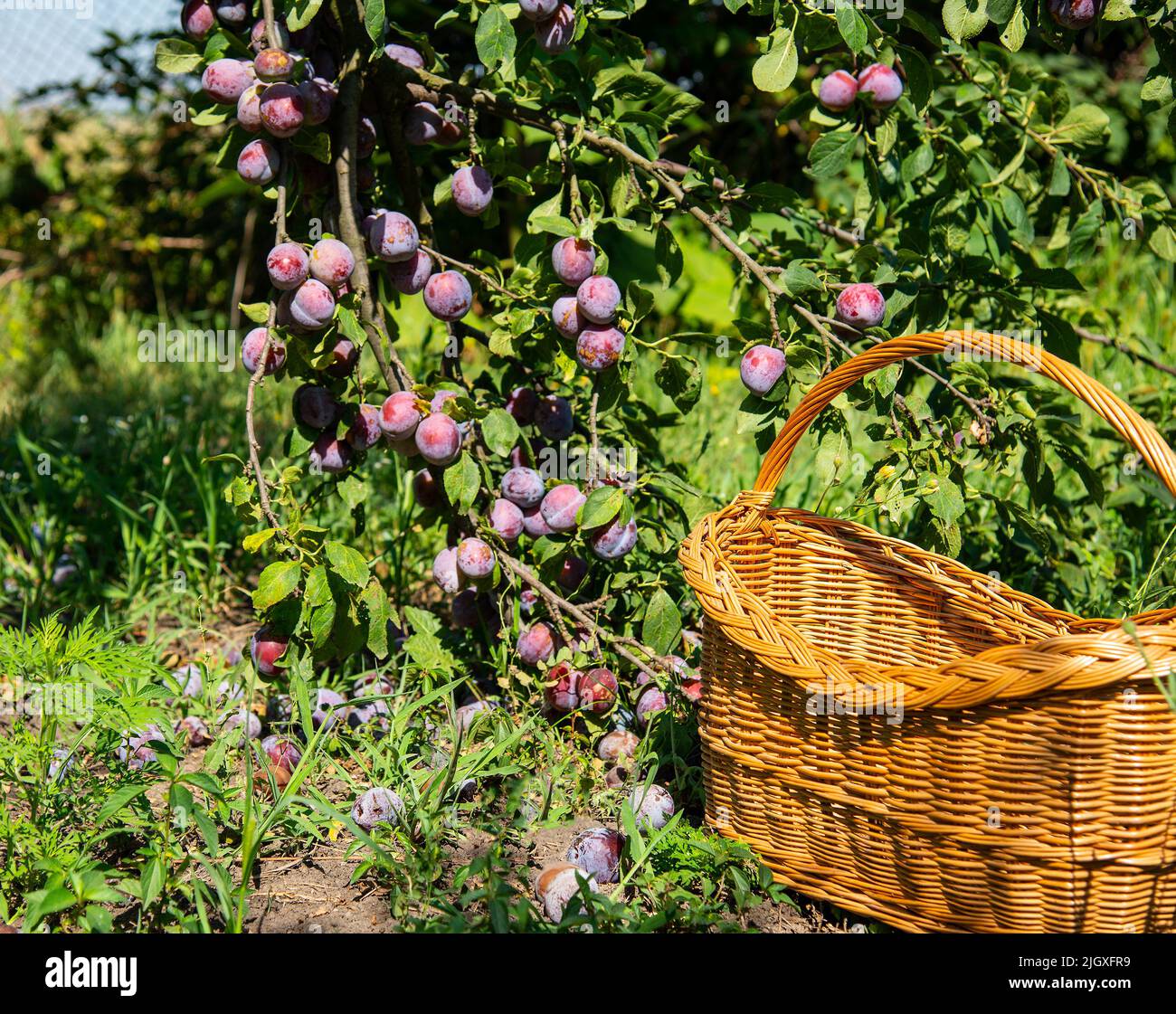 Ripe plums on a tree branch in the orchard. Organic farm or home garden ...