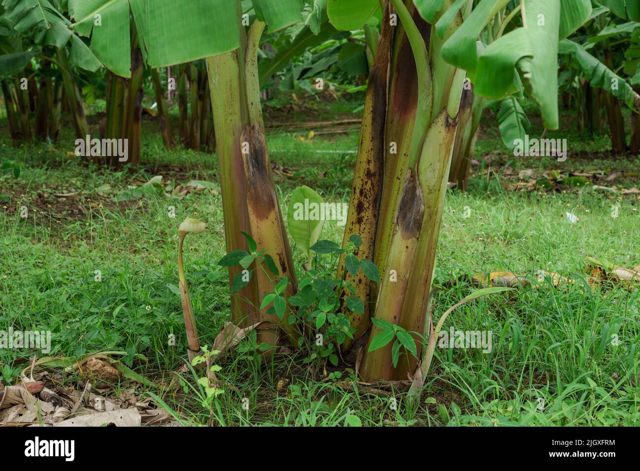 Banana farm in rainy season, bananas have beautiful fruit Stock Photo