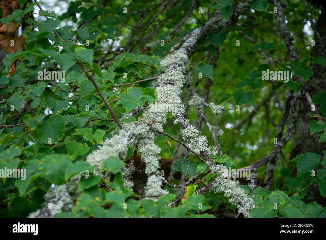 Lichen grows on tree hi-res stock photography and images - Alamy