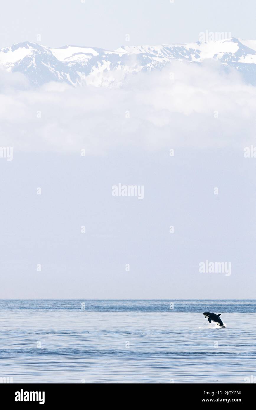 Wide view of a killer whale breaching in front of a mountain Stock Photo