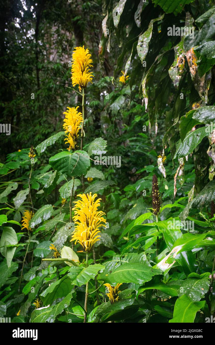Rainforest flowers hires stock photography and images Alamy