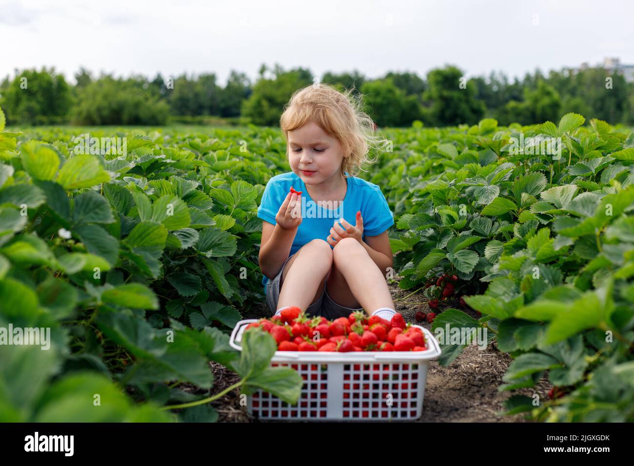 Child sitting in the field with strawberries in basket. Girl picking