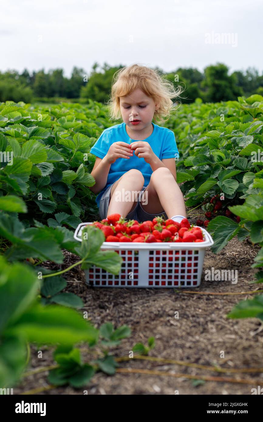 Child girl garden strawberry hi-res stock photography and images - Alamy