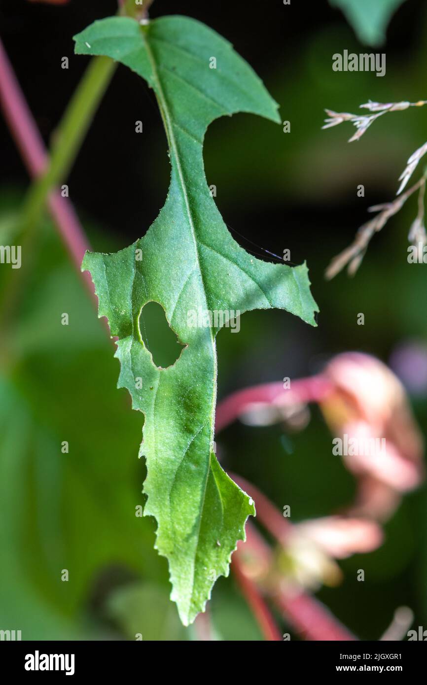 A green leaf (willowherb) with sections cut out by a leafcutter bee (leaf-cutter bee signs) during summer, England, UK Stock Photo