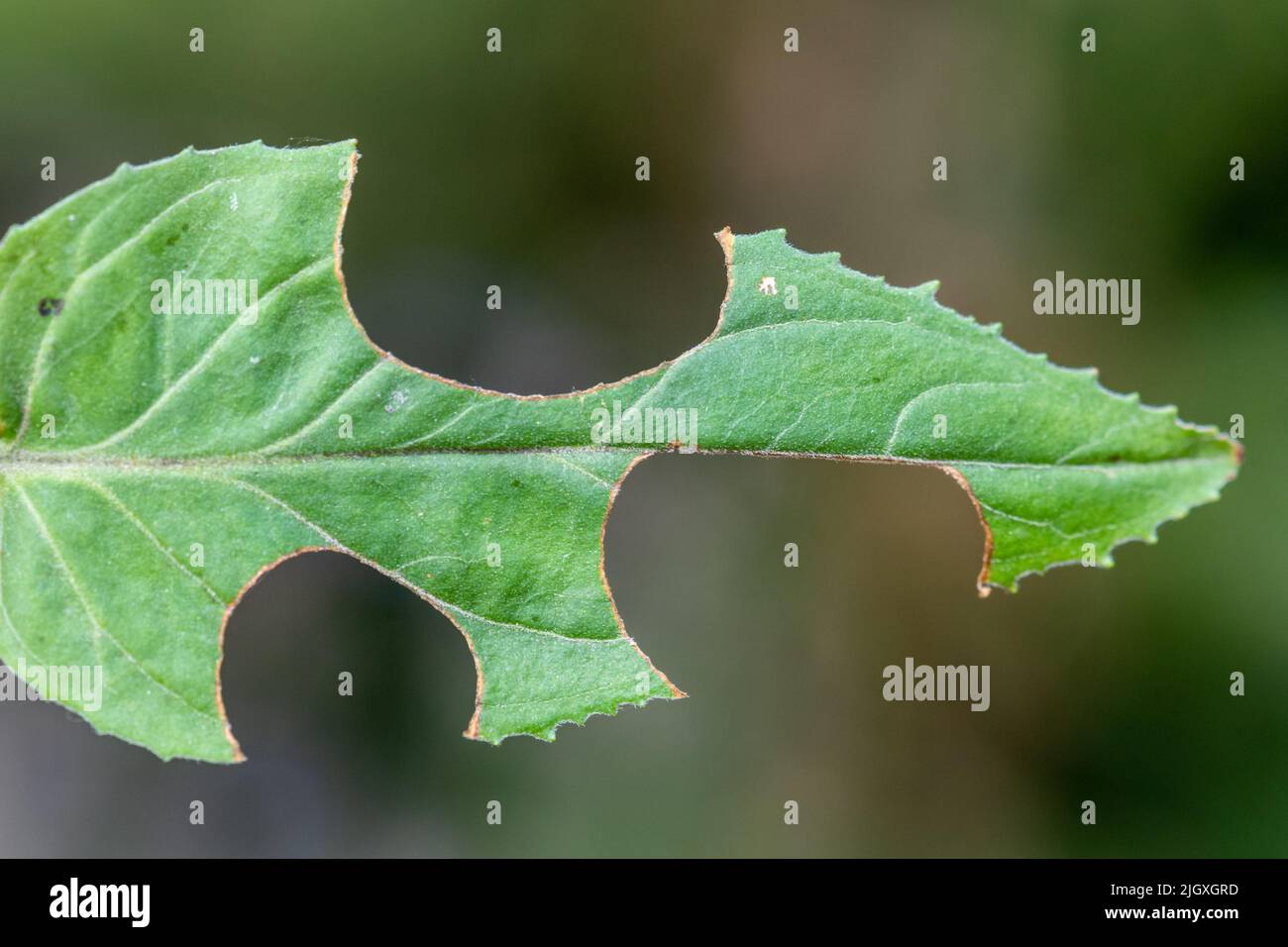A green leaf (willowherb) with sections cut out by a leafcutter bee (leaf-cutter bee signs) during summer, England, UK Stock Photo