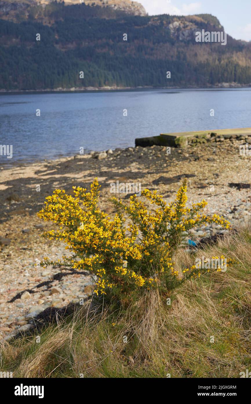Gorse bush in flower on the shore of Loch Goil. Looking south from Carrick Castle. Argyll and Bute. Scotland Stock Photo